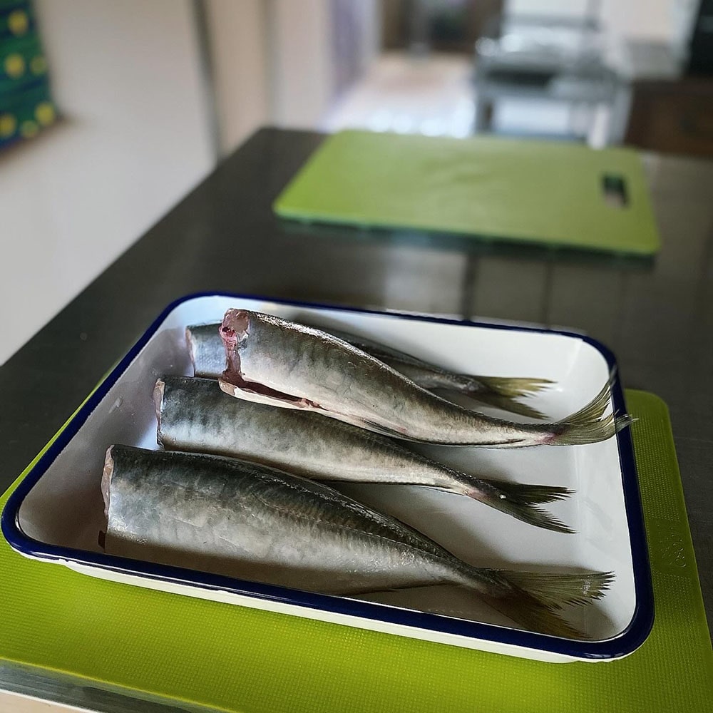 鯵